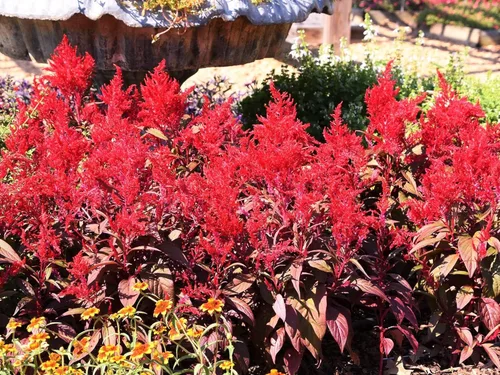 Vista 4 de TomorrowSeeds - Semillas de celosia rojo escarlata Plume - Más de 500 unidades - para plantar Celosia roja Argentea Plumosa Plumosa Cockscomb