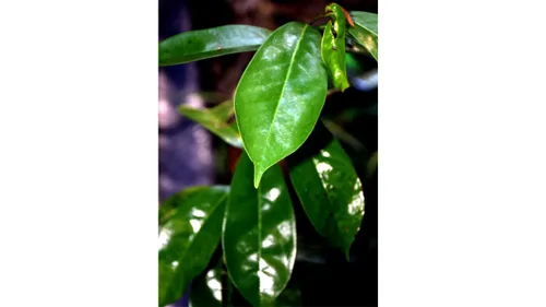 Vista 9 de Lakpura® Hojas secas de guanábana silvestre (Guanabana, Graviola, Guyabano) (7.05 oz)