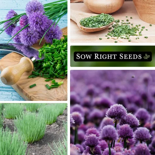 Vista 4 de Sow Right Seeds - Semilla de cebollino común para plantar - Paquete de reliquia sin OMG con instrucciones para plantar y cultivar hierbas de cocina