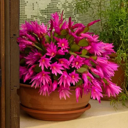Vista 4 de Planta de cactus de Pascua rosa oscuro, 4 a 6 pulgadas, plantas de cactus de Pascua de primavera, planta suculenta interior jardín