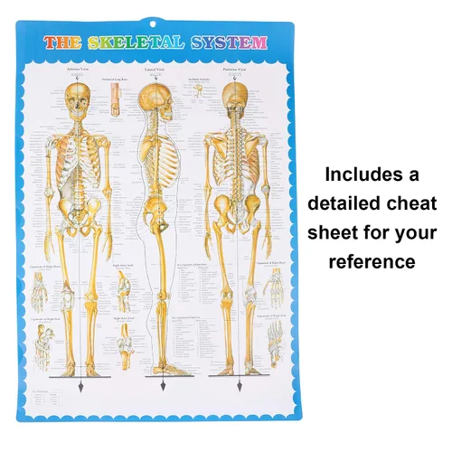 Vista 8 de Houseables Esqueleto humano desarticulado, modelo de esqueleto humano para anatomía, modelo de anatomía, anatómicamente correcto, huesos