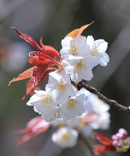 Vista 5 de Cerezo Blanco Japonés Semillas Premium Prunus serrulata 'Spontanea' Primavera Plants'® (Premium Seeds, 5)