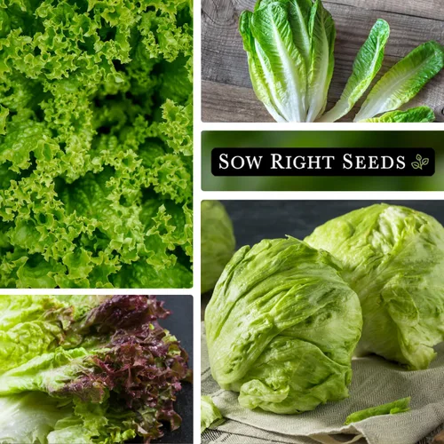 Vista 3 de Sow Right Seeds - Gran colección de semillas de lechuga para plantar - Buttercrunch, Jericho, Iceberg, Ensaladera, Pequeña Gema, Simpson de semillas