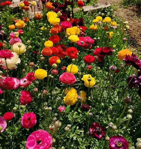 Vista 6 de 15pcs Peonía Ranúnculo Bulbos Mezcla Cormos Flor Bulbo Jardín Florece Plantación (mixto)