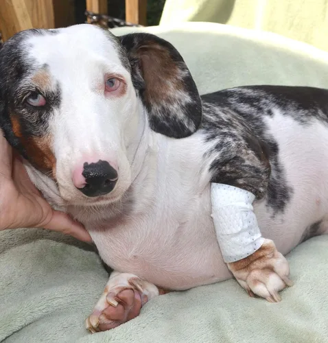 Vista 4 de PawFlex Vendajes básicos para las piernas para perros, gatos, mascotas, no adhesivos, aptos para pieles de primera ayuda, cuidado suave y elástico