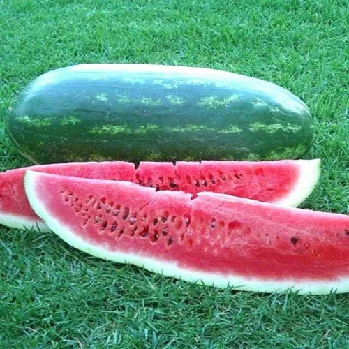 40 semillas orgánicas de sandía del Congo, sin OMG, semillas siempre frescas. Semillas de siembra para huerto doméstico