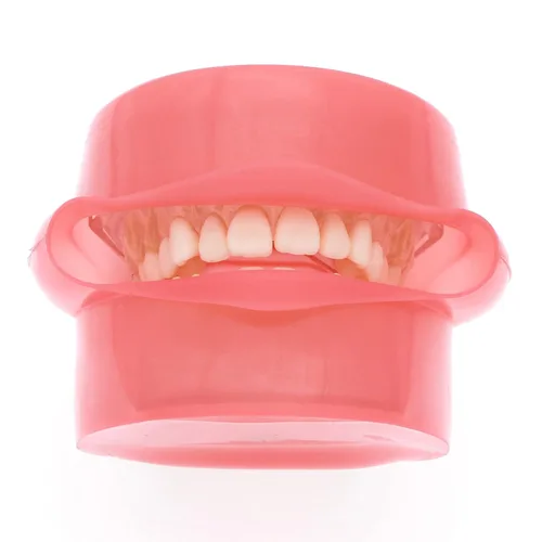 Vista 3 de Práctica dental estándar adulto 28pcs dientes extraíbles modelo M7008 con simulación mejilla Typodont goma suave para estudio enseñar