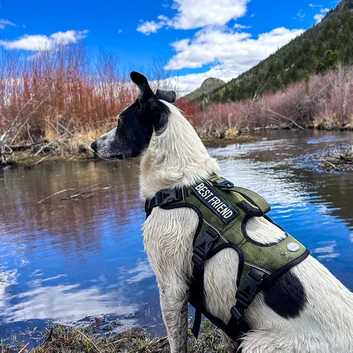 Vista 5 de AUROTH Arnés para perro a prueba de escapes para perros grandes, sin tirones, acolchado suave, reflectante, chaleco ajustable con asa de elevación