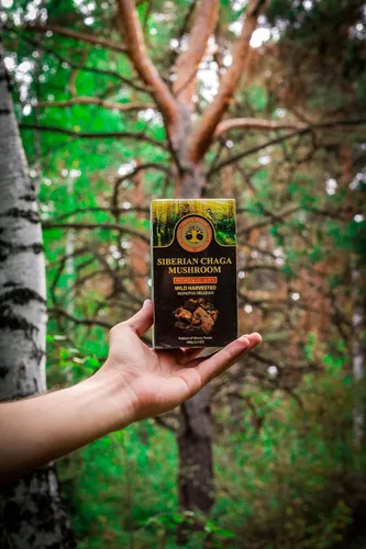 Vista 3 de Trozos de hongos chaga siberianos, calidad premium, cosechados silvestres, 3.53 oz (3.5 onzas)