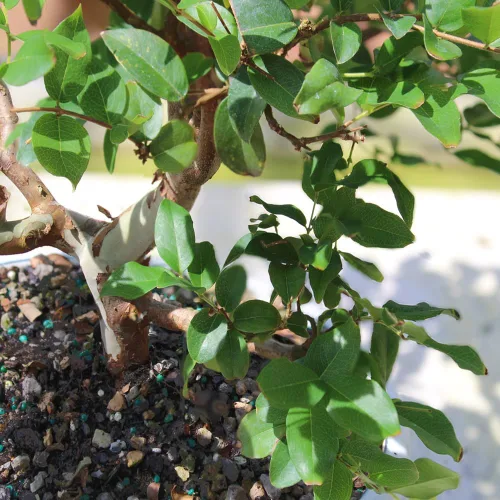 Vista 3 de Brussel's Bonsai - Árbol bonsái para interiores, L