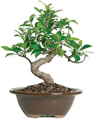 From You Flowers Árbol bonsái Ficus para principiantes en maceta de cerámica, planta ficus de puerta dorada para interiores, para cumpleaños