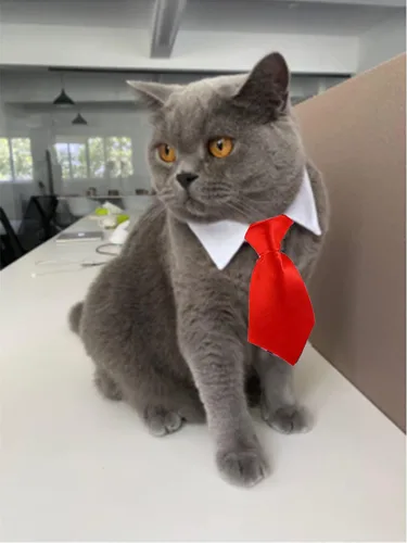 Vista 9 de 8 piezas de gafas de sol para mascotas, perro, gato, corbatín para mascotas, disfraz de mascota, collar formal ajustable para gatos, perros
