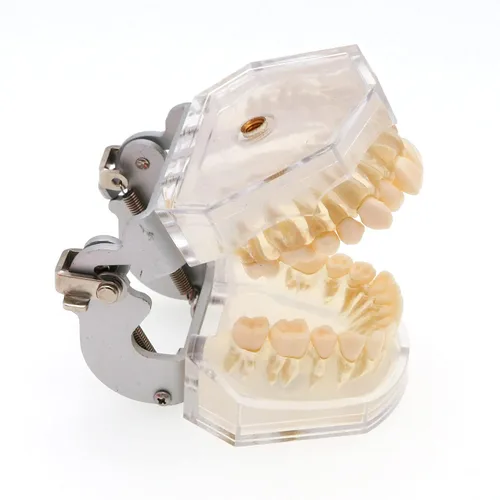 Vista 8 de Práctica dental estándar adulto 28pcs dientes extraíbles modelo M7008 con simulación mejilla Typodont goma suave para estudio enseñar