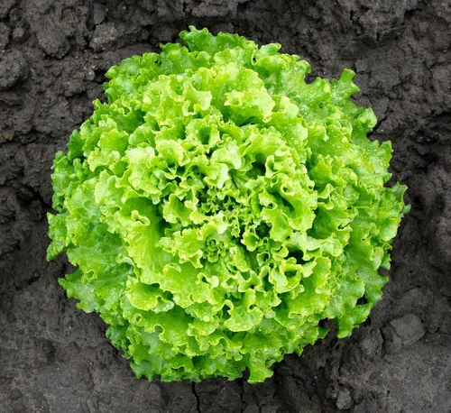 Vista 4 de Lechuga de hoja rizada más de 1000 semillas para plantar sin OMG