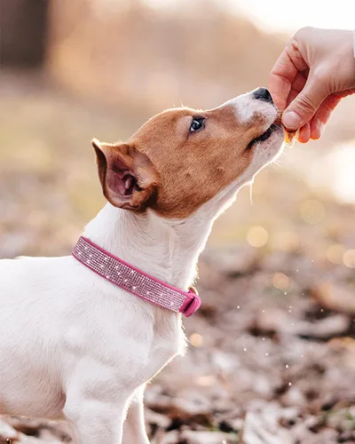 Vista 5 de Collar de perro para perros pequeños, collares ajustables de cuero de gamuza para perro, collar de perro rojo rosa, collar de gato con diamantes
