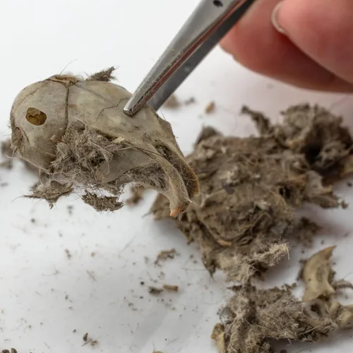 Vista 7 de Pellets de búho jumbo, paquete de 5, con hoja de clasificación de huesos, Inc.