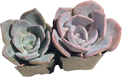 Vista 10 de Plantas de cactus suculentas vivas (juego de dos macetas de 2 pulgadas) (pata de oso de cotiledón tomentosa 'verde+ abigarrada')