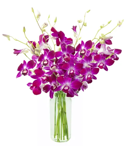 Vista 18 de KaBloom Flores - Ramo de orquídeas exóticas de zafiro azul de Tailandia con jarrón - Regalo para cumpleaños, condolencias, aniversario, mejoría