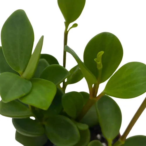 Vista 5 de BubbleBlooms Peperomia Hope in a 2 inch Pot Trailing Jade peperomia rotundifolia Tiny Mini Pixie Plant