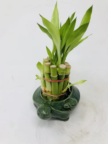Vista 3 de Florero familiar de tortuga con 10 tallos de bambú de la suerte de 4 pulgadas