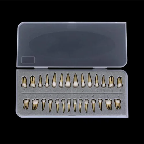 Vista 6 de 28 piezas de dientes modelo 1:1 de dientes permanentes modelo de resina dental Demostración de dientes Educación para enseñar estudio..