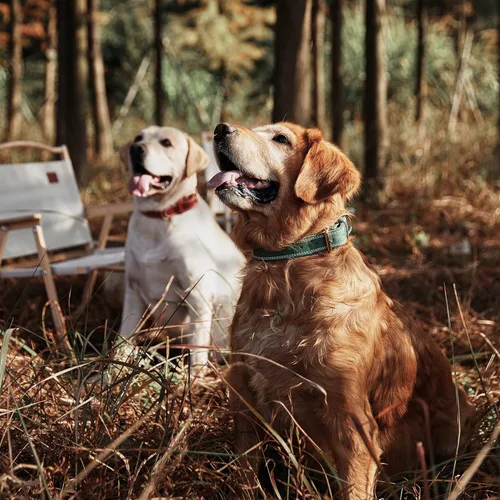 Vista 2 de Collar de perro de cuero genuino, collar de perro ancho resistente para perros pequeños, medianos, grandes y extra grandes