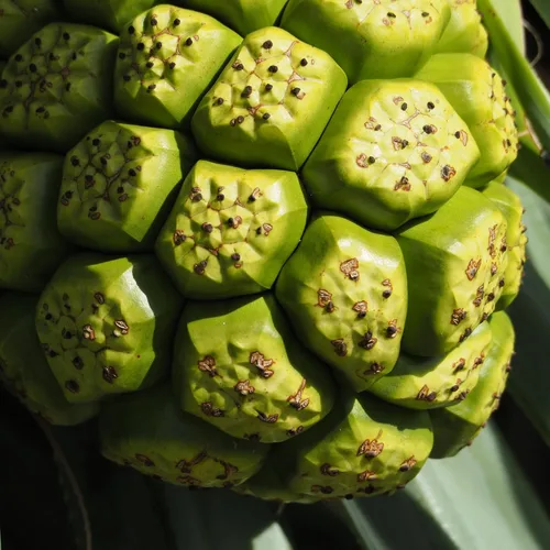 Vista 6 de Earthborn Elements Noni 200 cápsulas, puro y sin diluir, sin aditivos