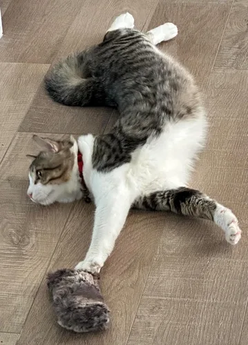 Vista 6 de Juguete recargable de hierba gatera peluda de gatito arrugado