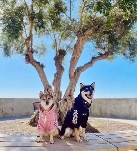 Vista 2 de ChoChoCho Woof - Sudadera con capucha para perro, sudaderas con capucha de perro de diseño para razas pequeñas, medianas y grandes, sudaderas