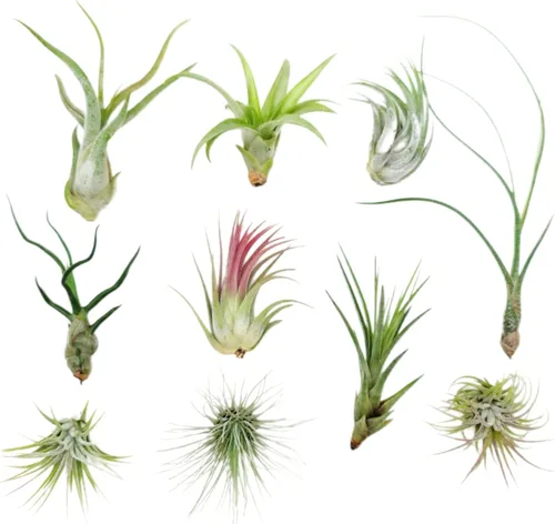 Vista 19 de 4 Live Air Plants, Hand Selected Assorted Variety of Species, Tropical Houseplants for Home Décor and DIY Terrariums (4-Pack)
