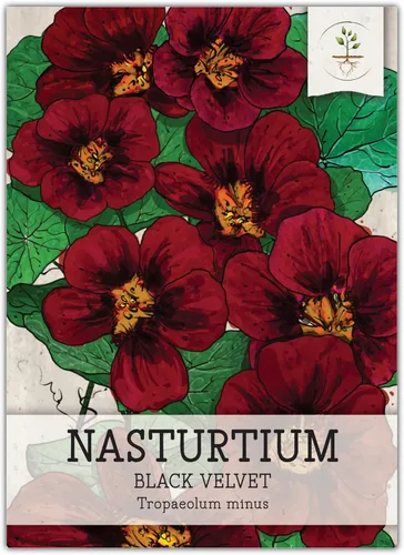 Seed Needs Semillas de Nasturtium de Terciopelo Negro para Plantar - Semillas Herederas No Tratadas y de Polinización Abierta - Flores Comestibles