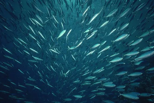 Vista 5 de Variedad de Filetes de Atún Línea Premium 6 latas x 4.23 oz, Tenorio/Portugal