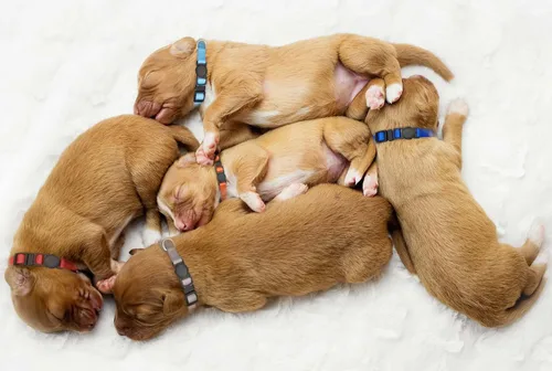 Vista 6 de 16 collares para cachorros, collares de hebilla de seguridad para la arena, collares ajustables de nailon para cachorros pequeños, collares de parto