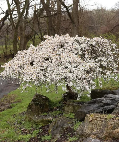 Planta de Árbol de Flor de Cerezo Llorón, Árbol de Flor de Cerezo Vivo en Maceta de 8 a 12 Pulgadas de Alto, Plantón Perenne de Árbol de Flor de