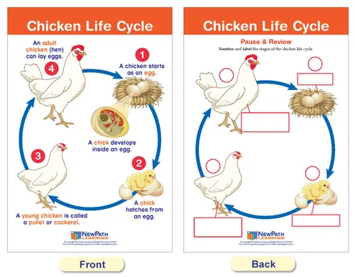 Vista 9 de NewPath Learning Tableros de anuncios de los ciclos de la vida, juego/8 - Laminado, de doble cara, a todo color, 12 x 18 pulgadas (94-1504)