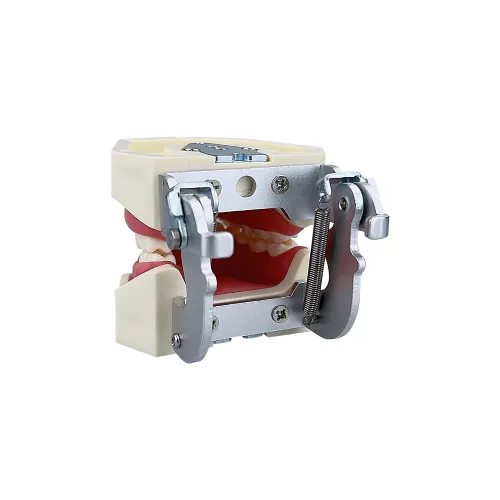 Vista 5 de Modelo de 28 dientes Typodont desmontables, modelo de dientes dentales modelo de enseñanza con goma suave para practicar y estudiar, con un