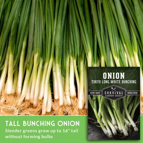 Vista 3 de Tokyo Long White Bunching Cebolla verde Negi para plantar, cebolla verde japonesa Negi de rápido crecimiento con tallos blancos tiernos, reliquia