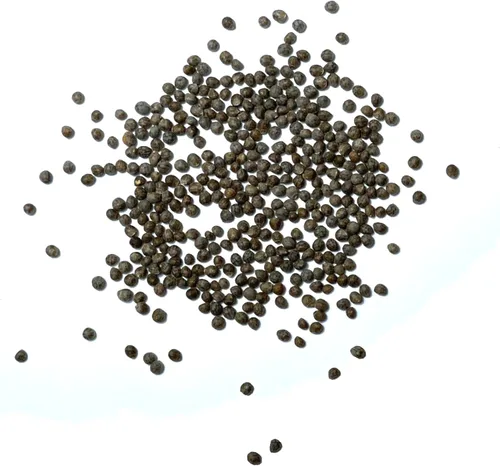 Vista 6 de Seed Needs Semillas Shiso para plantar hierbas de perilla verde, semillas de hierbas anuales sin OMG y sin tratar para plantar un jardín culinario