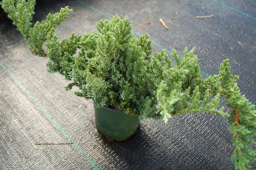 Vista 5 de Growers Solution - Juniperus procumbens 'Nana' de jardín japonés enano - Maceta de 4 pulgadas - Planta de hoja perenne saludable - Planta ideal