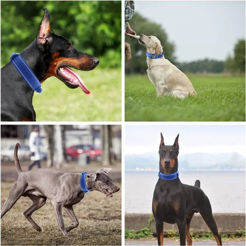 Vista 6 de Collar táctico para perro con hebilla de metal resistente y asa de control para entrenamiento de perros medianos y grandes (azul brillante, mediano)
