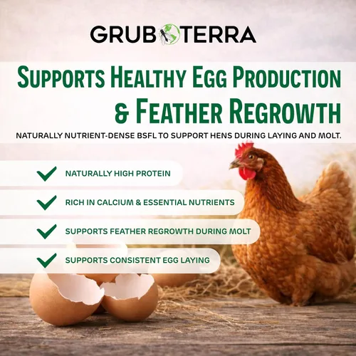 Vista 4 de GrubTerra Black Soldier - Larvas de mosca para pollos – Golosinas secas de aves de corral BSFL, suplemento de alimentación de calcio alto