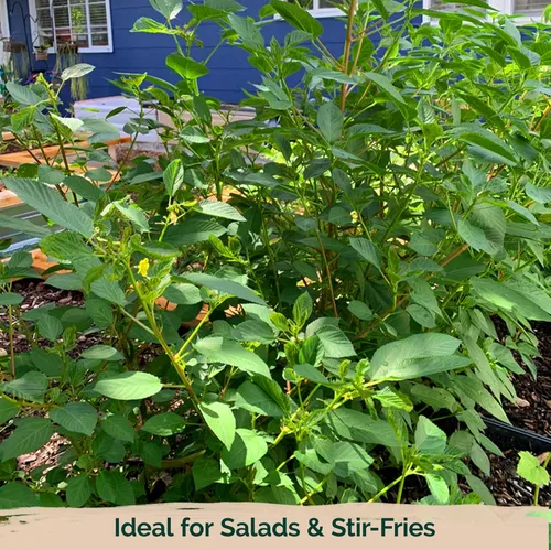 Vista 6 de KVITER 3000 semillas de espinaca egipcia Molokhia (Corchorus Olitorius) - también conocidas como semillas de hojas de yute, Ewedu, día de Rau