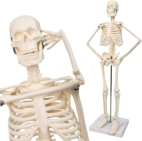 Vista 3 de NEW HORIZON Modelo de esqueleto humano de 17.7 pulgadas para anatomía, brazos móviles, piernas, huesos, estructuras, modelo de esqueleto, adecuado
