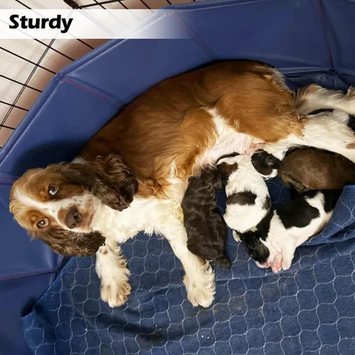 Vista 6 de Artilife Caja de Parto para Perros y Cachorros, Caja de Parto, Piscina de Parto, Jaula de Parto para Cachorros, Ideal para Cachorros, Fácil