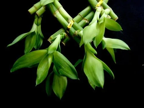 Vista 2 de 1 juego de valla (palma o enrejado) de bambú de la suerte para Feng Shui o regalos