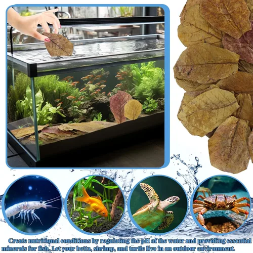 Vista 4 de LeonBach 50 piezas de catappa grande para peces, 5-8 pulgadas, 4.25 onzas de hojas de almendra india que crean un ambiente nativo, hojas de catappa