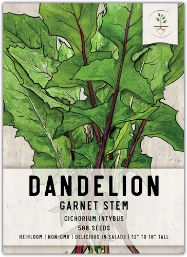 Vista 9 de Seed Needs Semillas de diente de león para plantar Taraxacum officinale - Herencia sin OMG y hierbas perennes no tratadas - Cultiva verduras
