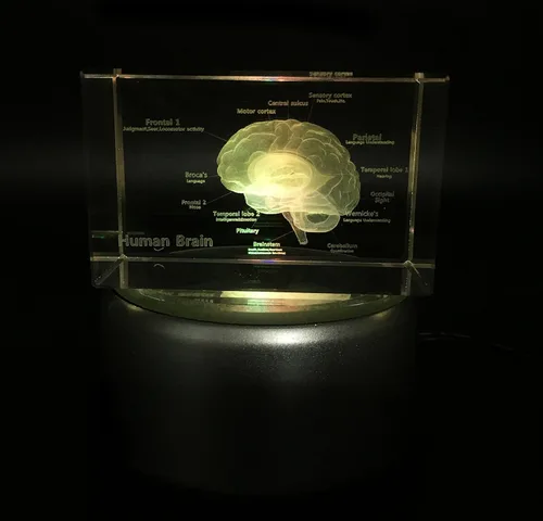 Vista 2 de Modelo anatómico 3D de cerebro humano pisapapapeles (grabado con láser) en cubo de cristal de cristal, regalo científico (no incluye base LED