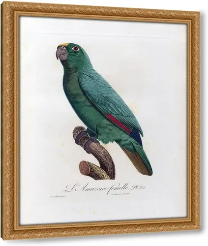 Vista 7 de ArtDirect L Amazone Femelle 15x18 Black Modern Wood Framed with Double Matting Museum Art Print by Barraband, Jacques