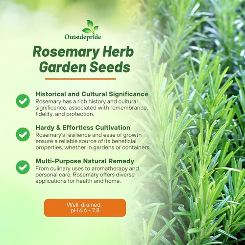 Vista 3 de Outsidepride Semillas de romero – 1000 unidades. Cubierta perenne, tolerante a la sequía, semillas de hierbas fáciles de cultivar para plantar